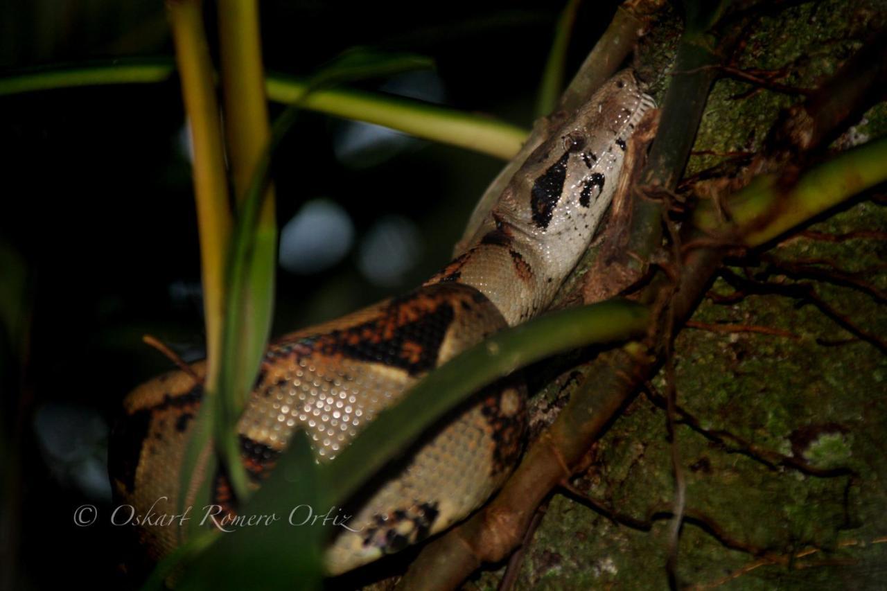 Natural Experience House ตอร์ตูเกโร ภายนอก รูปภาพ